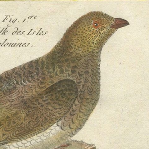 Hand-Colored Engraving of Global Quail Species from Histoire Naturelle, 1790, close-up 4