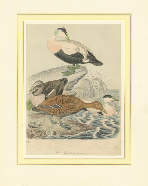 Hand-Coloured Lithograph of Eider Ducks by the Sea: An 1863 Coastal Study, close-up 6