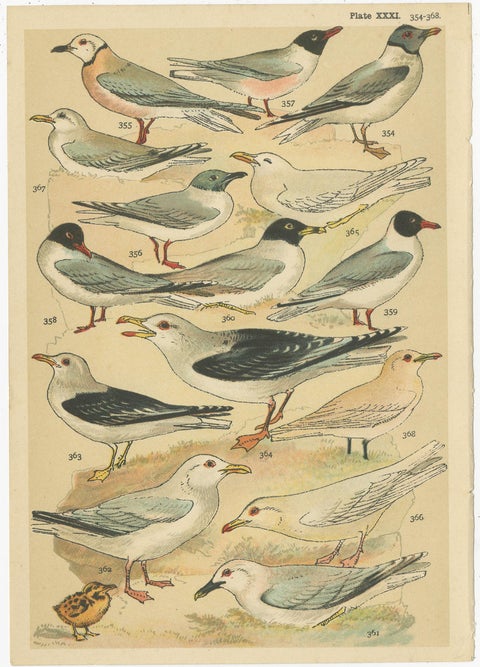 Set of 6 Antique Prints of various Waterfowl and Wading Birds by Gordon 'c.1900', view 5