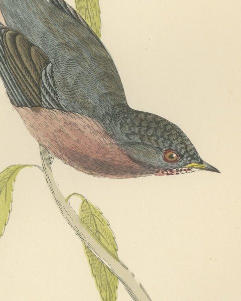 Dartford Warbler Clinging Head Down, Antique Hand Colored Print, Morris, 1896, close-up 1