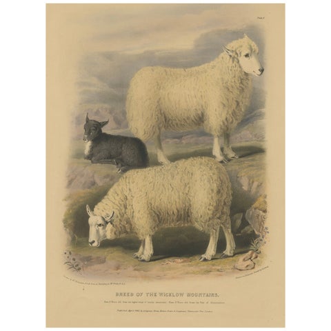 Old Lithograph of Ewe, Ram, and Lamb of the Wicklow Mountains in Ireland - 1842