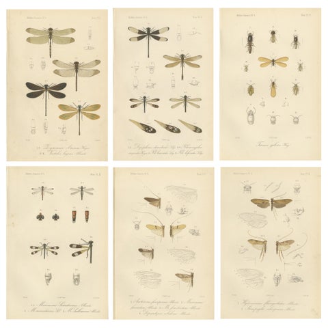 Set of 6 Antique 1887 Sumatra Dragonfly and Insect Lithographs, Fauna Studies