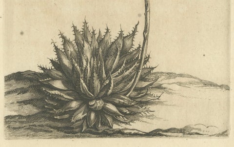 Aloe Humilis Africana Botanical Engraving from Caspar Commelin's Work, 1706, close-up 1