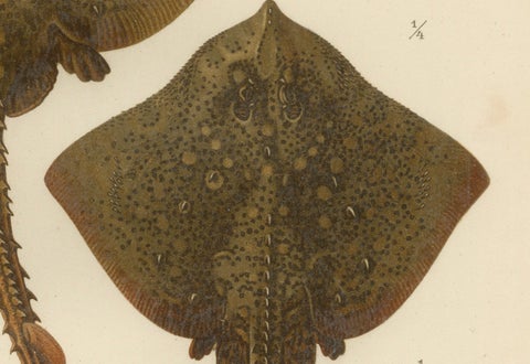 Rare Lithograph of Thornback and Starry Rays from Pisces Scandinaviae, 1895, close-up 3