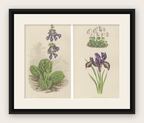 Alpine Botanical Lithograph Pair of Iris and Pyrenean Dead-nettle, 1874, shown framed