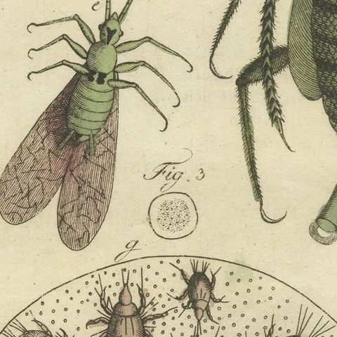Original Antique Print of Aphid and other Insects, close-up 2