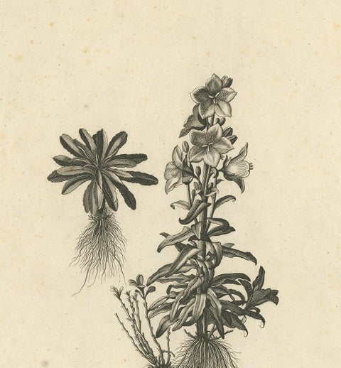Antique Botany Print of Campanula Americana by Dodart 'circa 1680', view 3