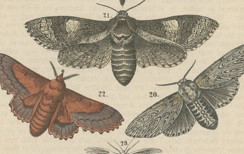 A Study in Wings: Hand-Colored Lepidoptera of the 19th Century, c.1895, close-up 3