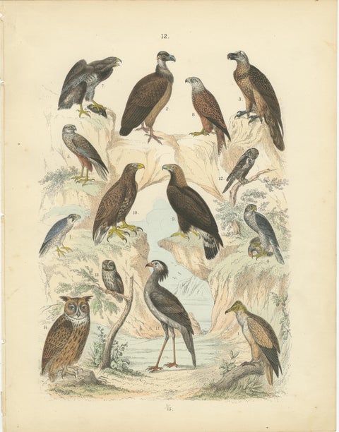 Birds of Prey Print: Eagles, Falcons, Owls & Vultures, Antique 1867, view 2
