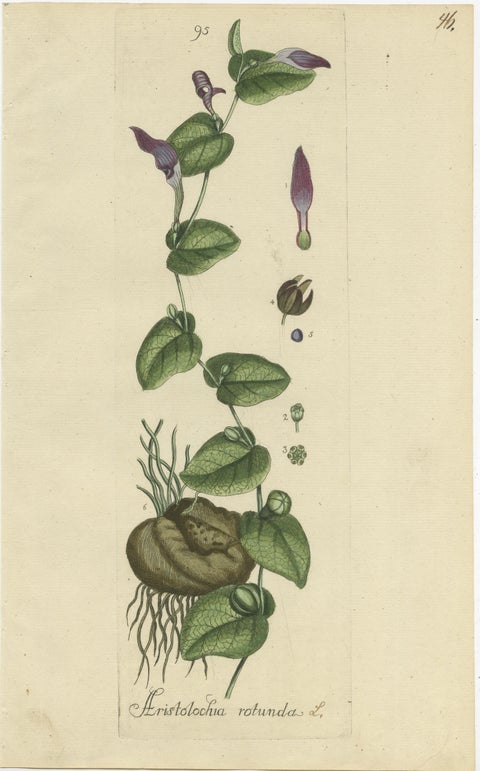 Set of 5 Antique Botany Prints - Aristolochia Species, view 3