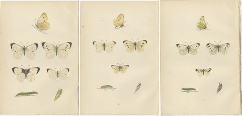 Winged Elegance: Stages of Lepidopteran Grace, Published in 1890, view 5