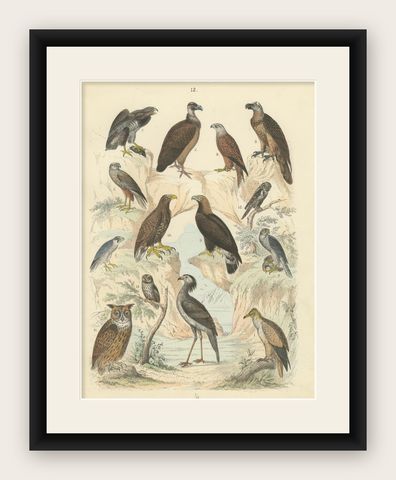 Birds of Prey Print: Eagles, Falcons, Owls & Vultures, Antique 1867, shown framed