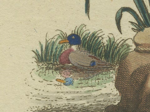 The European Pine Marten and The Polecat Meticulously illustrated, circa 1775, close-up 2