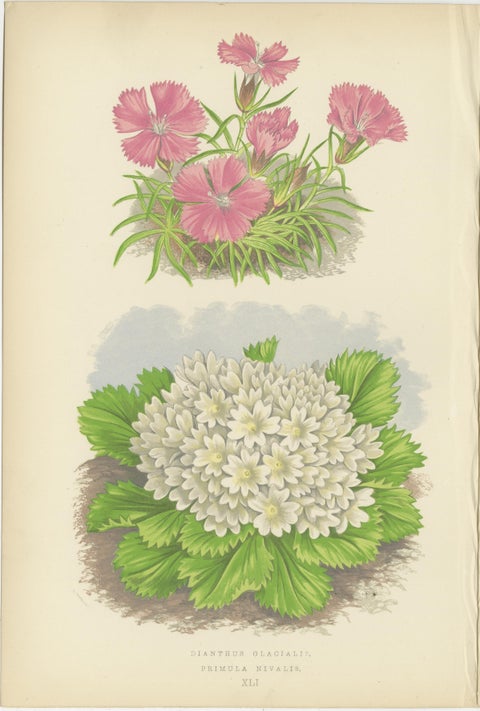 Alpine Botanical Lithograph Pair of Glacier Pink and Snow Primrose, 1874, view 4