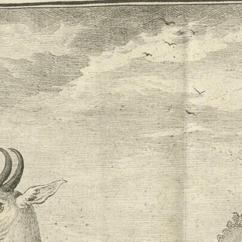 Pl. 36 Antique Print of an Antelope Species by Buffon, 1769, close-up 1