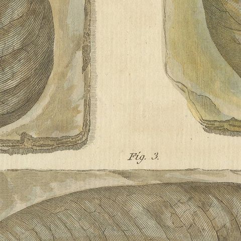 Antique Print of Fossil Leaves from the Prehistoric Period, close-up 2