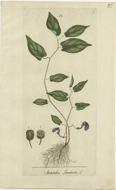 Set of 5 Antique Botany Prints - Aristolochia Species, view 4