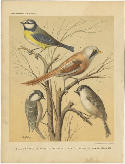 Antique Bird Print of the Eurasian Blue Tit, Bearded Titmouse and Others, view 4