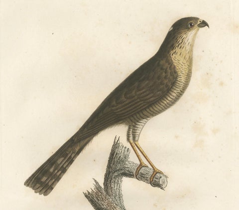 1807 Sharp-Shinned Hawk Illustration - 'L'Epervier rayé' Antique and Handcolored, close-up 2