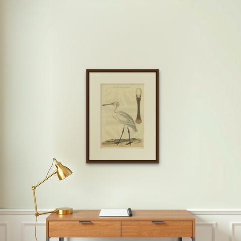 Life-Sized Spoonbill Print, Dutch Ornithology by Sepp and Nozeman, 1789, shown framed on a wall