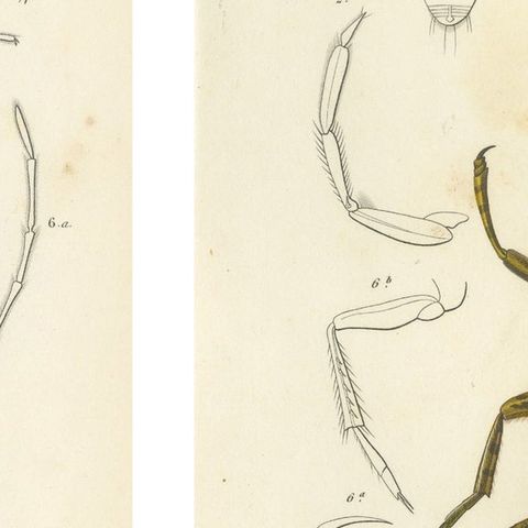 Antique Hemipteres Pair, Shield Bugs & Water Bugs, French Natural History, 1800, close-up 2