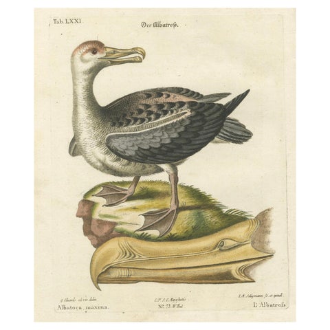 Der Albatros - Hand-Colored Engraving of the Albatross by Johann Seligmann, 1770