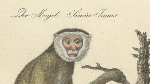 Antique Gibbons & Monkeys Lithograph by Karl Joseph Brodtmann, 1816, close-up 3