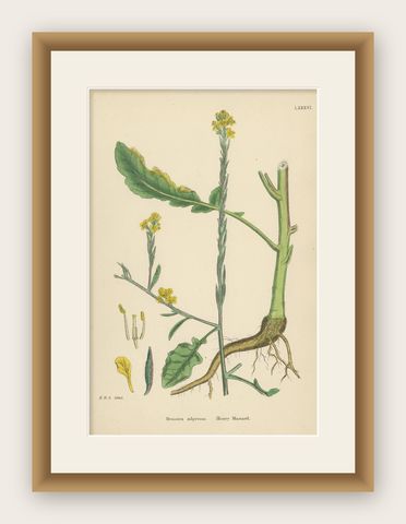 Antique Botany Print 'Hoary Mustard' by J. Sowerby, circa 1860, shown framed