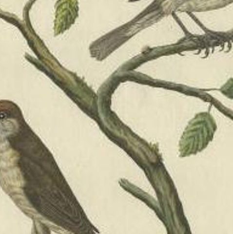 Antique Bird Print of the Eurasian Blackcap by Sepp & Nozeman, 1829, close-up 2