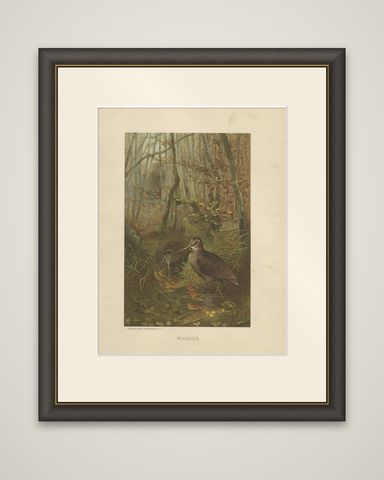 Antique Bird Print of The Woodcock by Prang, 1898, shown framed