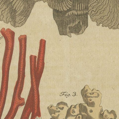Original Antique Print of Four Corals by Bertuch, c. 1790, close-up 6