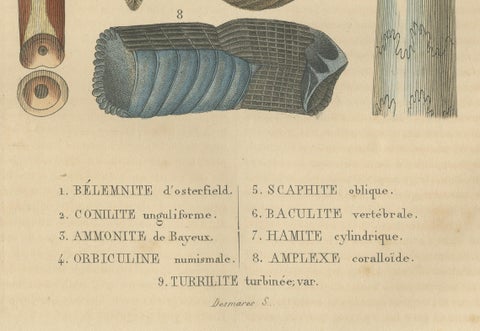 Ancient Marine Life: Handcolored Fossils of Cephalopods and Corals, 1845, close-up 1