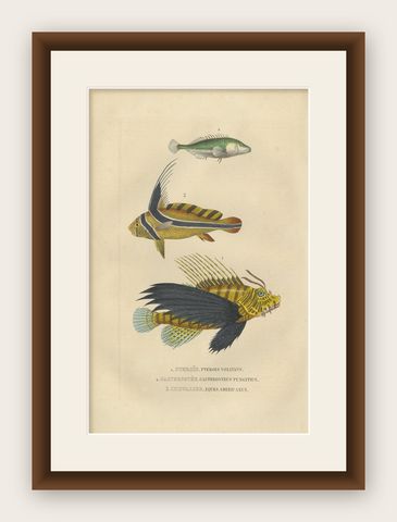 Original Engraving of a Handcolored Lionfish, Stickleback and Drumfish, 1845, shown framed