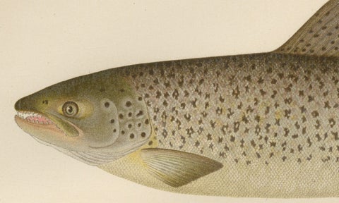 Scandinavian Brown Trout Forms: Exquisite Hand-Colored Lithograph, 1895, close-up 1
