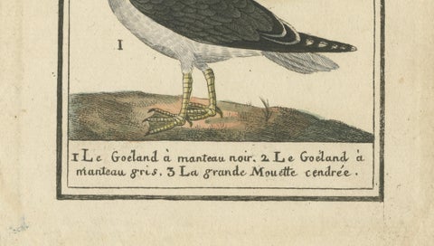 Three Gull Species, Hand-Colored Buffon Bird Engraving, Original 18th Century, close-up 4