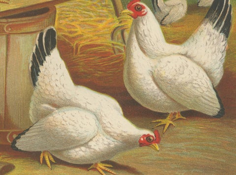 Japanese Bantams with Black Tails - A Rare 19th Century Poultry Lithograph, close-up 1