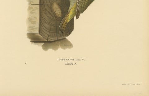 Grey-Headed Woodpecker on Timber Post, Swedish Bird Print, 1929, close-up 5
