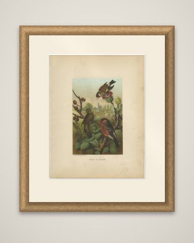 Antique Bird Print of Finches by Prang, 1898, shown framed