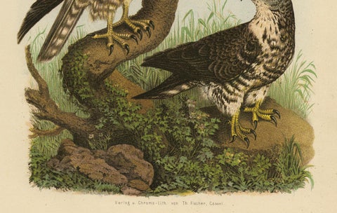 Honey Buzzards, Antique Bird of Prey Print, Natural History Illustration, 1894, close-up 2