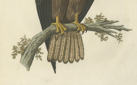 The Young Bald Eagle, Antique Dutch Ornithological Engraving, 1770s, close-up 5