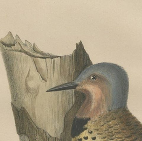 Large Old Bird Print Depicting Two Gilded Flickers, 1869, close-up 2