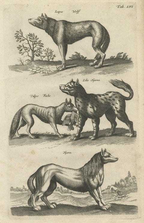 Original Antique Engraving of a Vox, Wolf and Hyenas, 1657, close-up 1