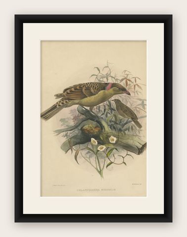 Antique Bird Print of the Great Grey Bowerbird by Elliot, c.1873, shown framed