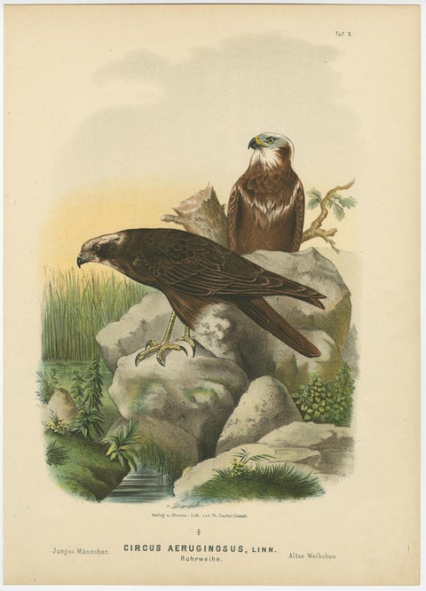 Birds of Prey Prints, Antique Set of Three, Raptors & Hawks, 19th Century, view 4