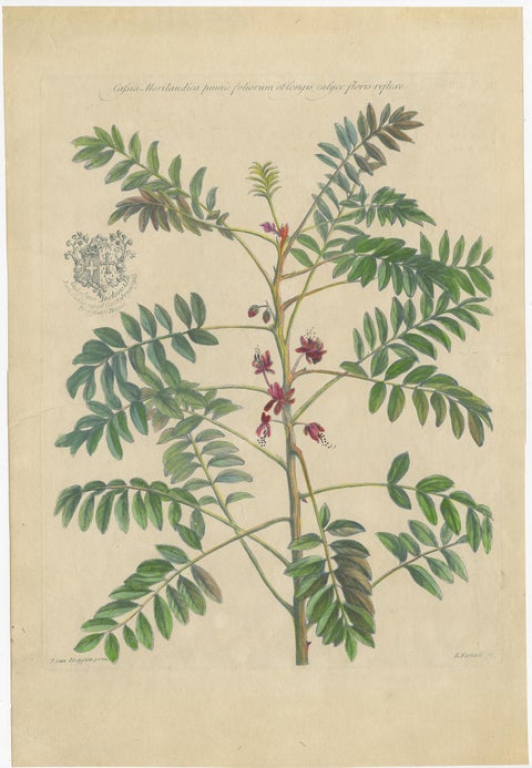 Set - Cassia Barbadensis & Marilandica, Botanical Prints by John Martyn c.1728, view 3