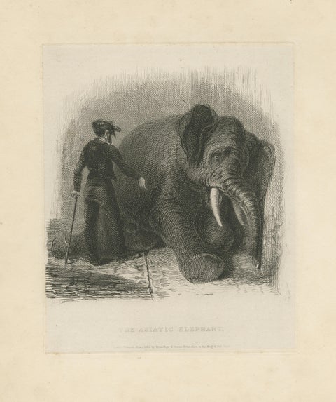 Antique Animal Print of an Asian Elephant, view 3