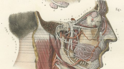 Deep Nerves of the Face and Parotid Region, Hirschfeld Anatomy Print, 1866, view 4