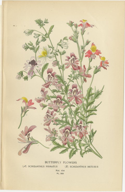 1897 Botanical Prints, Nierembergia, Salpiglossis, and Butterfly Flowers, view 4