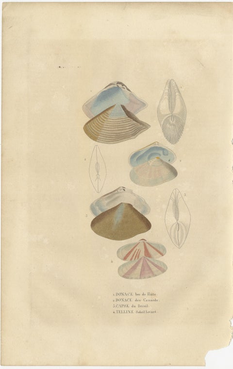 Illustrated Bivalve Shells from 'Dictionnaire Classique des Sciences Naturelles', view 2