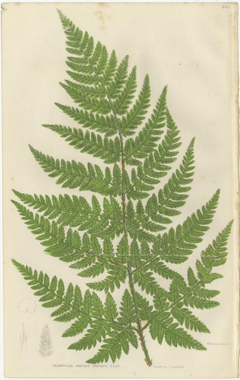 Corn Horsetail, Rough Horsetail and Marsh Horsetail, Botanical Triptych, 1873, view 4